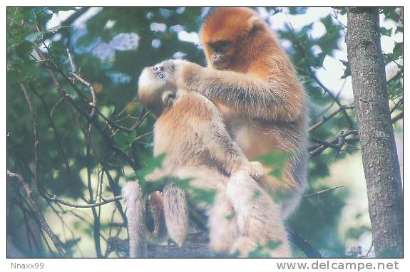 Monkey - Singe - Sichuan Snub-nosed Monkey (Rhinopithecus Roxellanae) - B02 - Monkeys