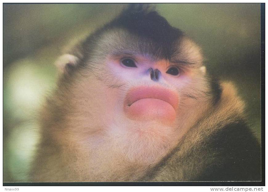 Monkey - Singe - Yunnan Snub-nosed Monkey (Rhinopithecus Bieti) - A01 - Singes
