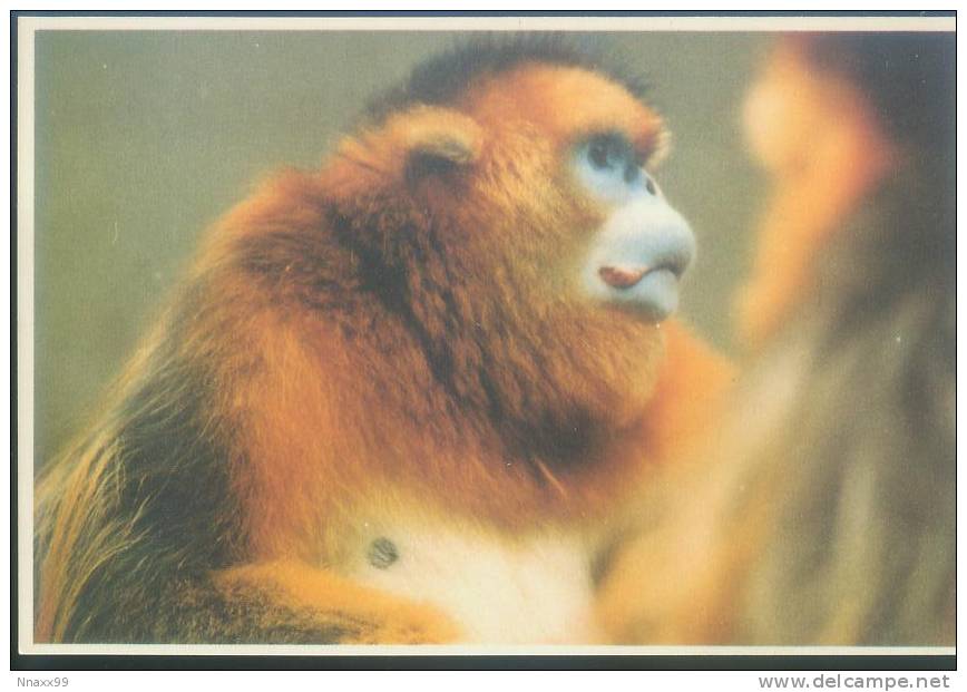 Monkey - Singe - Sichuan Snub-nosed Monkey (Rhinopithecus Roxellanae) - A04 - Apen