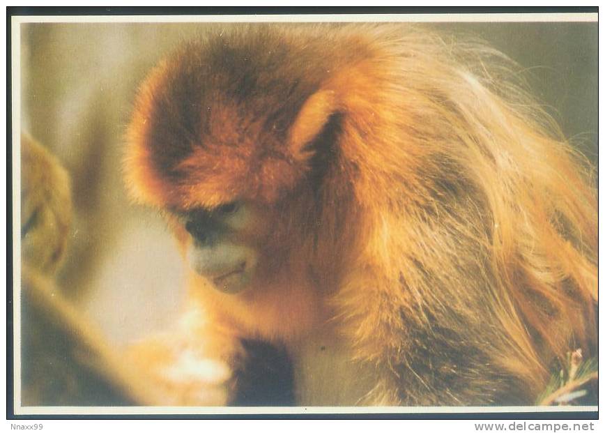 Monkey - Singe - Sichuan Snub-nosed Monkey (Rhinopithecus Roxellanae) - A10 - Monos