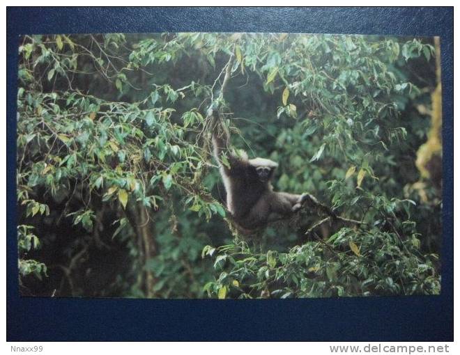 Monkey - Singe - A Female Eastern Hoolock Gibbon (Hoolock Leuconedys) At Mount Gaoligong National Natural Reserve, China - Monkeys