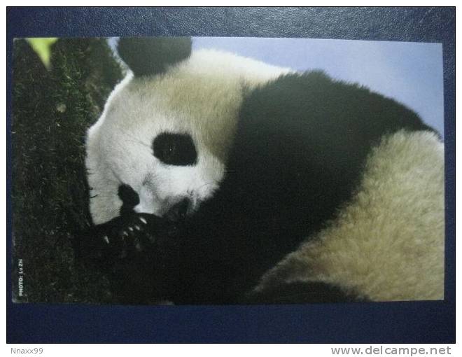 Giant Panda - A Giant Panda (Ailuiopodidae Melanoleuca), Conservation International & ILCP Postcard - A - Ours