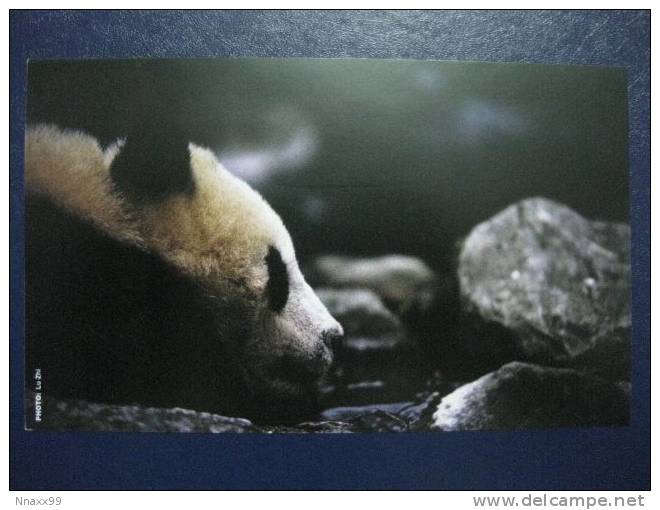 Giant Panda - A Giant Panda (Ailuiopodidae Melanoleuca), Conservation International & ILCP Postcard - B - Osos