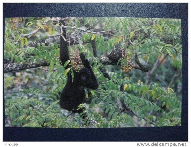 Monkey - Singe - A Male Cao Vit Gibbon (Nomascus Sp.cf.nasutus), Southwest Of Guangxi, China - Monos