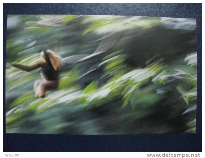 Monkey - Singe - Jumping Western Black Crested Gibbon (Nomascus Concolor), Mount Wuliang National Natural Reserve, China - Apen