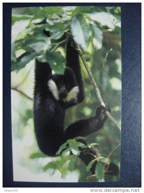 Monkey - Singe - A Male Northern White-cheeked Gibbon (Nomascus Leucogenys), Xishuangbanna Of China - Apen