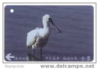 Taiwan Early Bus Ticket Card Black-faced Spoonbill Bird 12-2 (A0049) - Tickets - Entradas