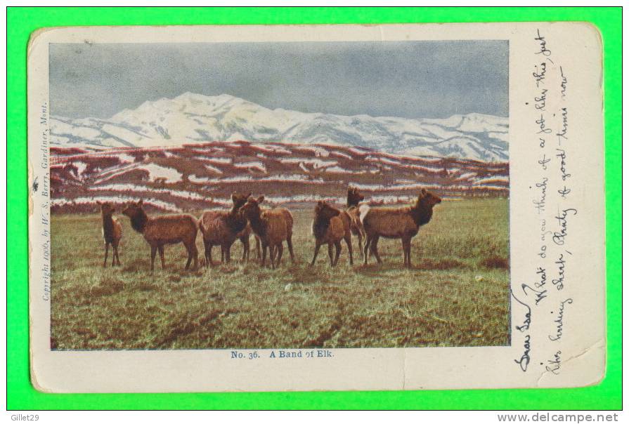 YELLOW STONE PARK, BC  - A BAND OF ELK - TRAVEL IN 1910 - UNDIVIDED BACK - W. S. BERRY - - Sonstige & Ohne Zuordnung