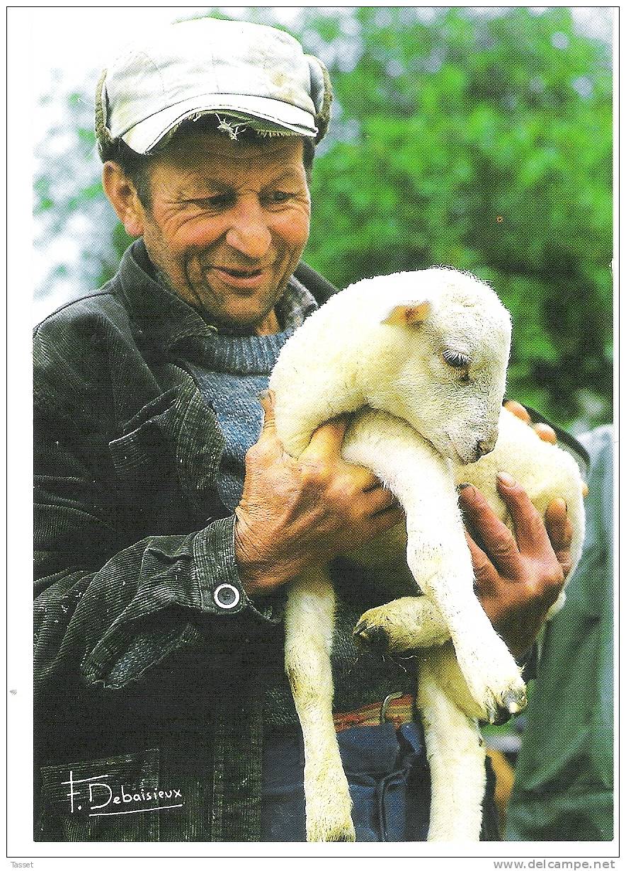 Elevage Moutons Agneau  : Berger Et Son Agneau Photographie Debaisieux - Auvergne