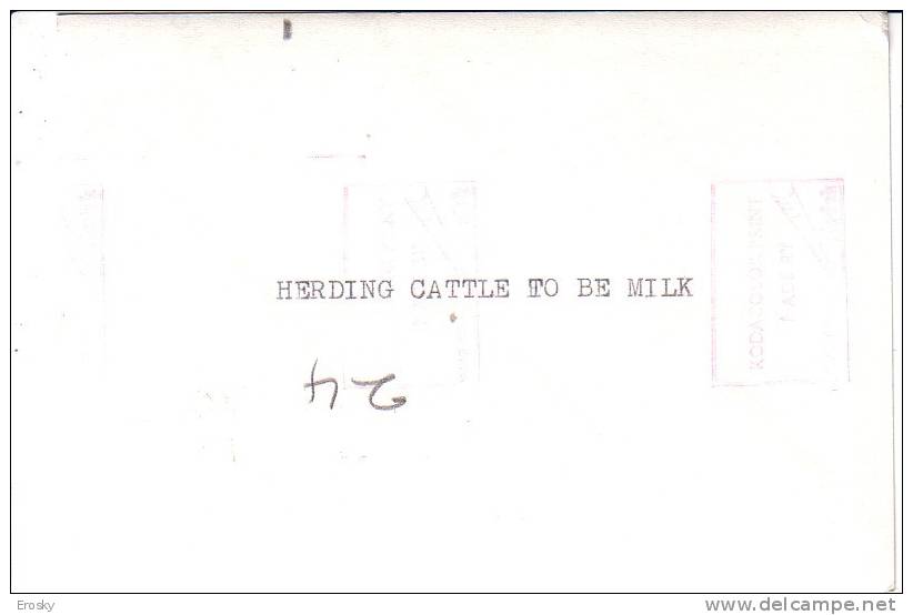 PGL - 0802 Herding Cattle - Elevage
