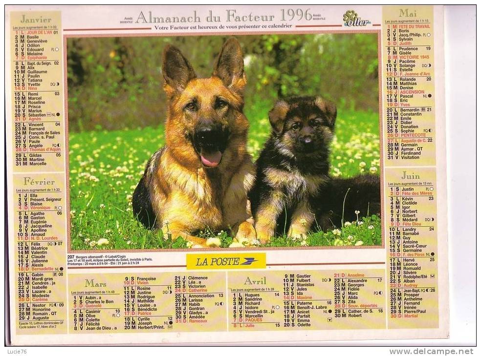 ALMANACH DU FACTEUR -  OLLER -  1996  -  BERGERS ALLEMANDS  -  HUSKY, WESTIE, LABRADOR - Big : 1991-00