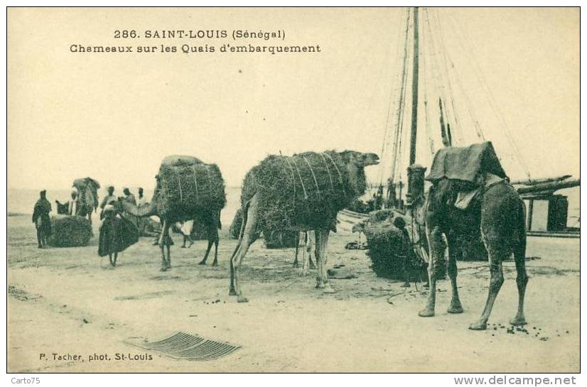 Sénégal - Saint Louis - Chameaux - Port - Senegal