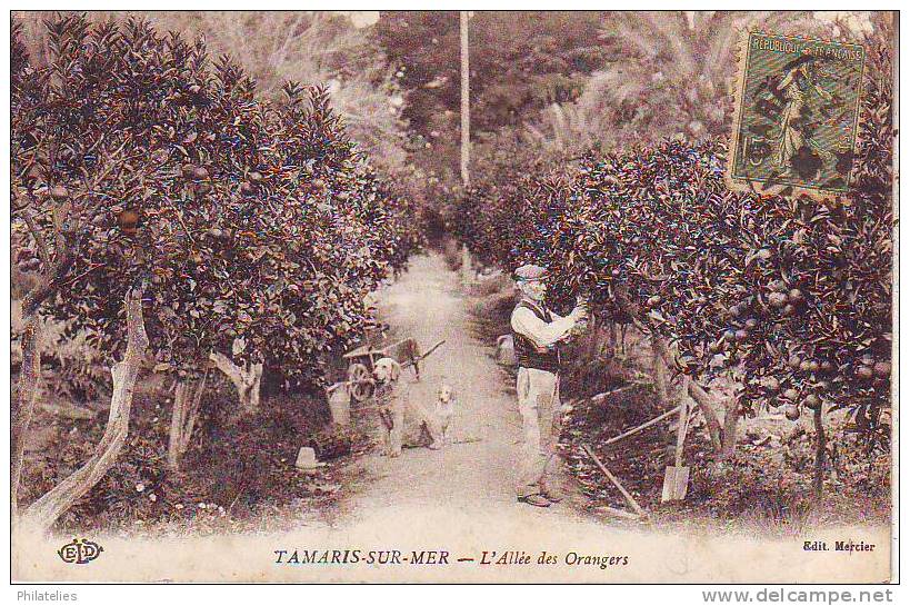 TAMARIS ALLEE DES ORANGERS - Tamaris