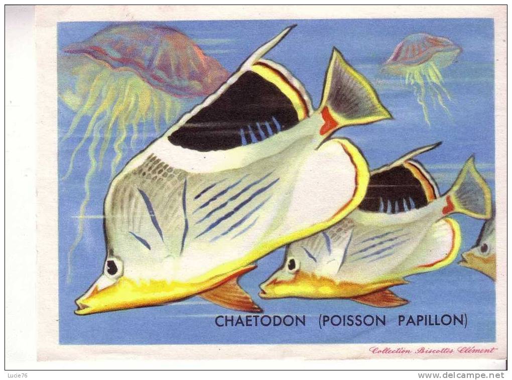 IMAGE COLLECTION CLEMENT - CHAETODON ( POISSON PAPILLON)  . - Altri & Non Classificati