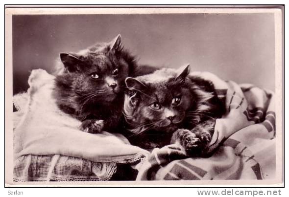 CHATS , CHATONS , Cat Cats , N° 464 - Gatos