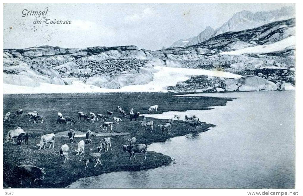 CPA - Suisse - Grimsel Am Todensee - Oblitérée Guttannen - Vaches - Guttannen