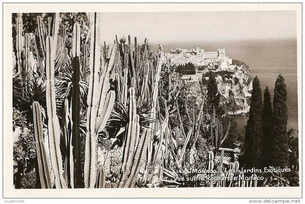 Monaco.les Cactus Des Jardins Exotiques. - Cactusses