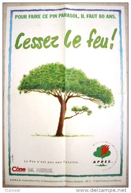 AFFICHE POUR FAIRE CE PIN PARASOL ARBRE IL FAUT 80 ANS CESSEZ LE FEU !  FORET NATURE 40 Cm X 60 Cm. - Plakate