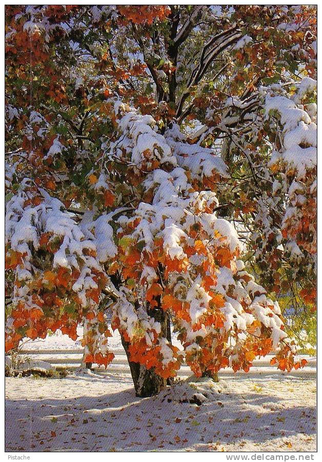 Vermont - Magnifique Paysage D'automne - Landscape - Circulée - Used - Sonstige & Ohne Zuordnung
