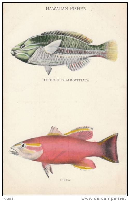 Hawaiian Fishes #143/I, Stethojulis Albovittata And Pikea, Hawaii & South Seas Curio Co. 1910s Vintage Postcard - Other & Unclassified
