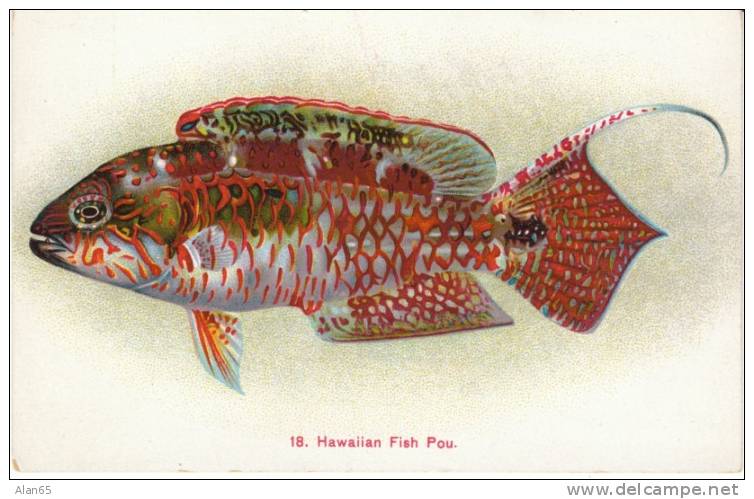 Hawaiian Fishes #18, Pou, Island  Curio Co. Private Mailing Card, 1910s Vintage Postcard - Andere & Zonder Classificatie