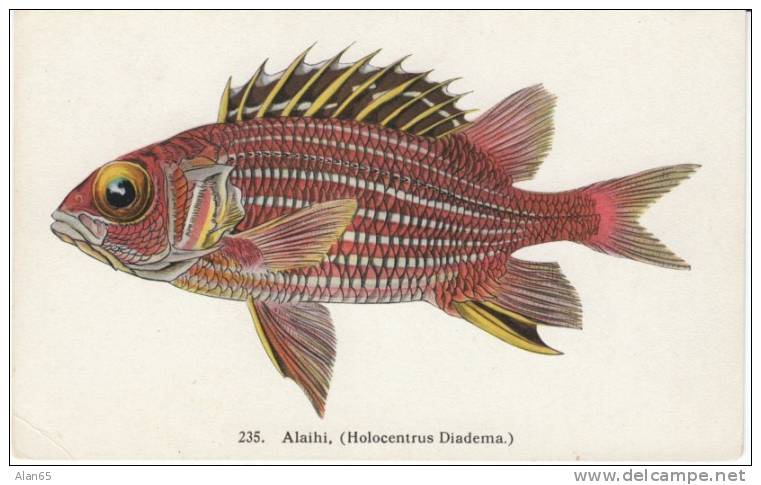 Hawaiian Fishes #235 Alaihi (Holocentrus Diadema), Hawaii & South Seas Curio Co. 1910s Vintage Postcard - Otros & Sin Clasificación