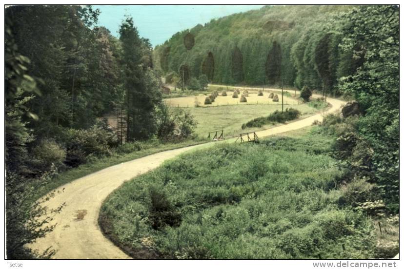 Tavigny Environs De Houffalize - 1963 - Houffalize