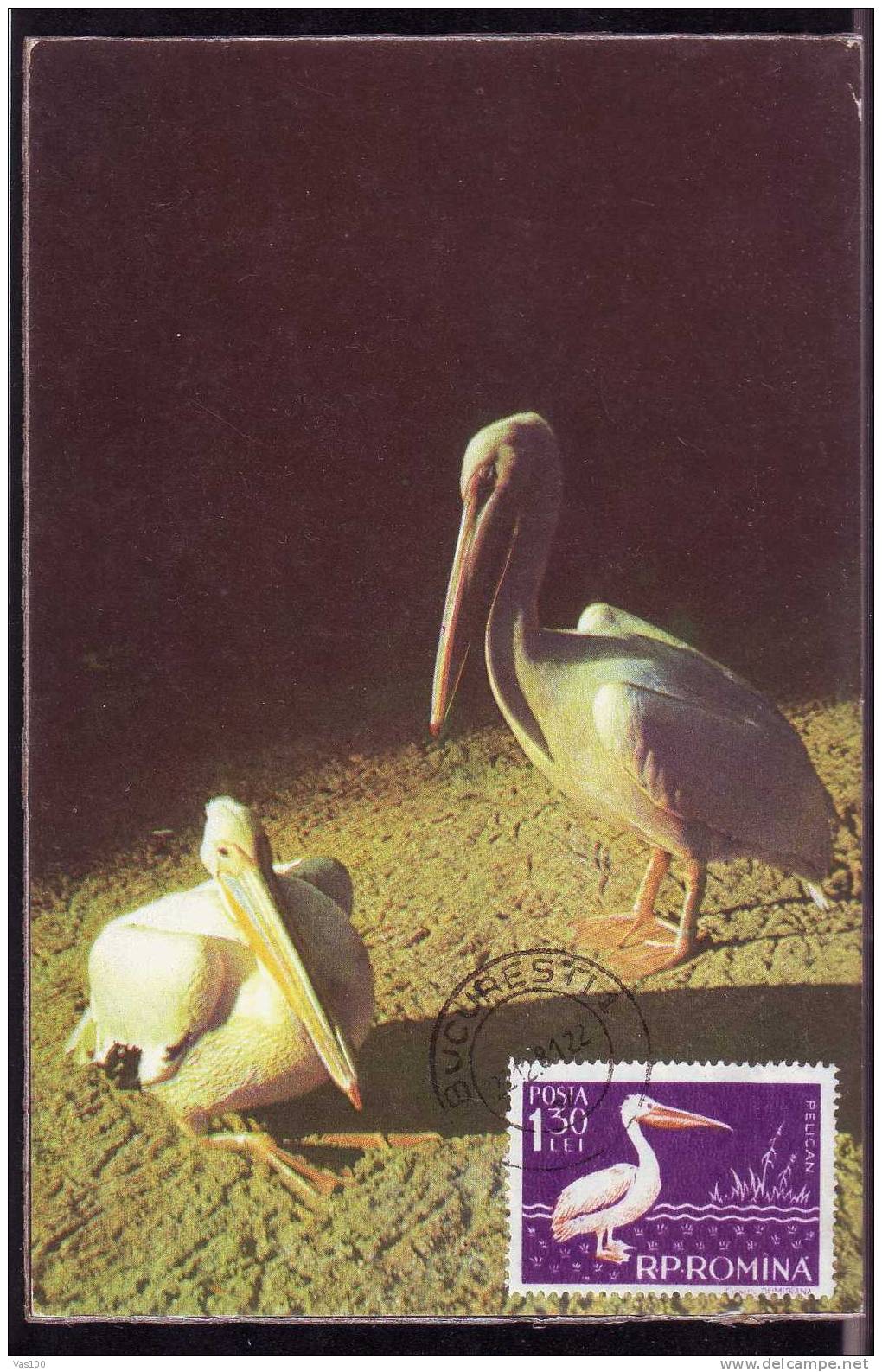 MAXI CARD  BIRDS,PELICANS  1981,WWF ,rare Postcard Old,Romania. - Pelikane