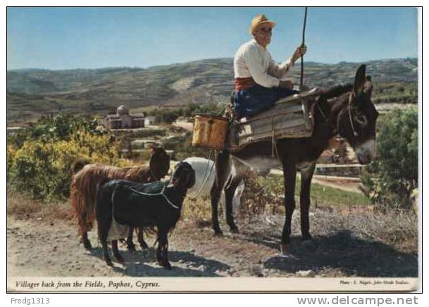 Chypre - Paphos - The Villager - Chypre