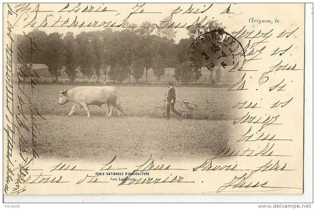 CP 78 GRIGNON Ecole Nationale D'agriculture Les Labours ( Labourage Attelage De Boeuf , Charrue ) - Grignon