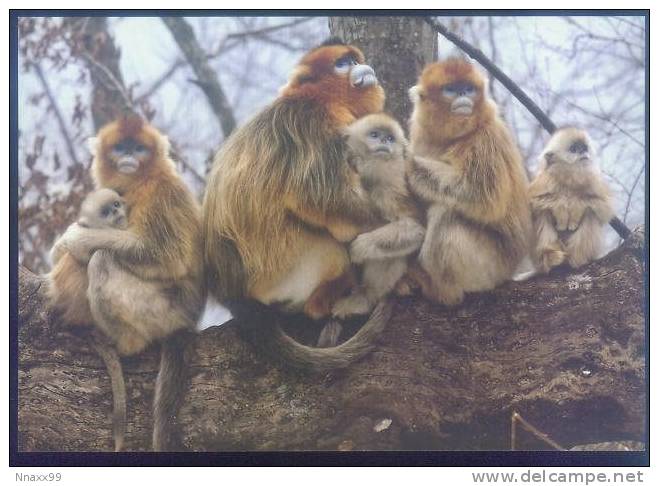 Monkey - Singe - Sichuan Snub-nosed Monkey, Beijing Olympic Games Organizing Committee & TNC Joint Issue - Monkeys