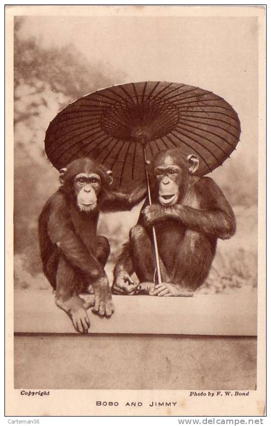 Animaux - Singes - Bobo And Jimmy (Monkey) - Apen