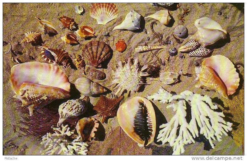 Coquillages De Floride - Shells From Florida - Travelled In 1971 - Other & Unclassified