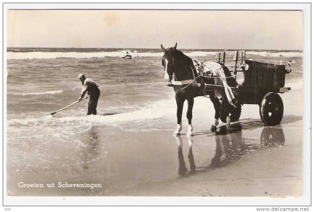 Pays-Bas / NEDERLAND :"Groeten Uit Scheveningen" ; ATTELAGE Avec CHEVAL : Ramassage Du Varech; 1957; B/TB - Scheveningen