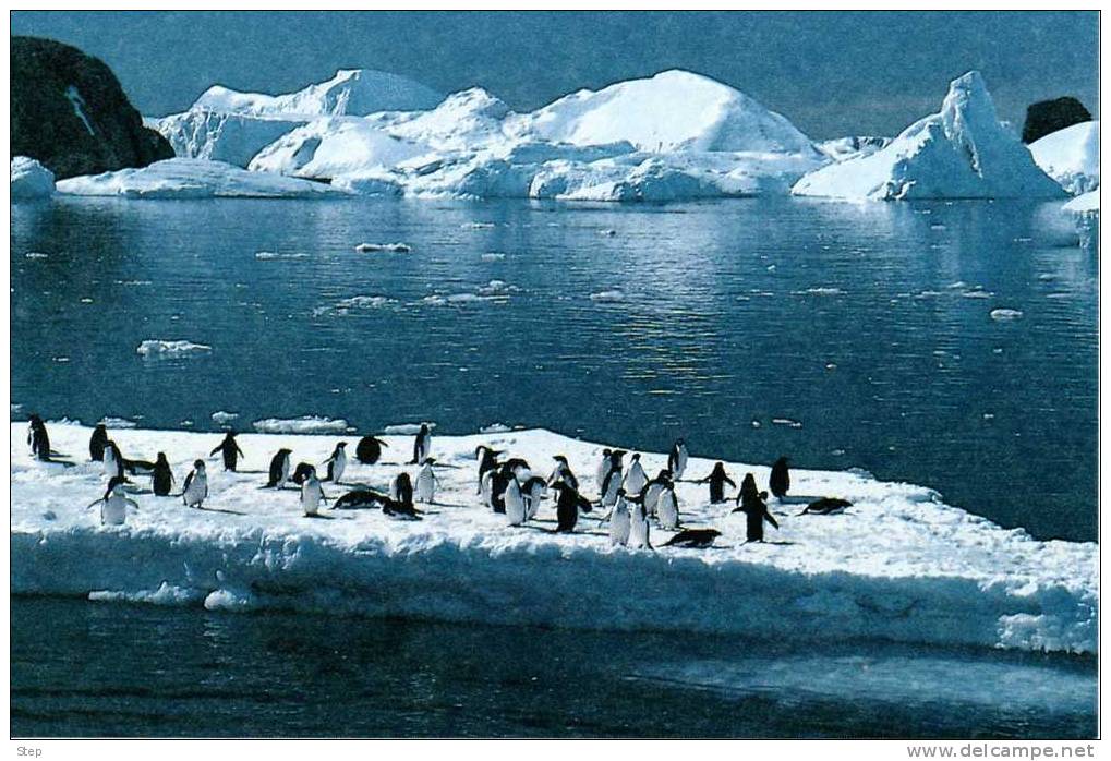 PAP CARTE POSTALE  TERRES AUSTRALES ET ANTARCTIQUES FRANCAISES : TERRE ADELIE Timbre "Amiral DOUGUET" - Entiers Postaux