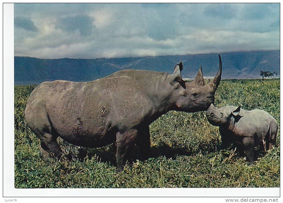 RHINOCEROS  -  Faune Africaine - N°  6844      . - Rinoceronte