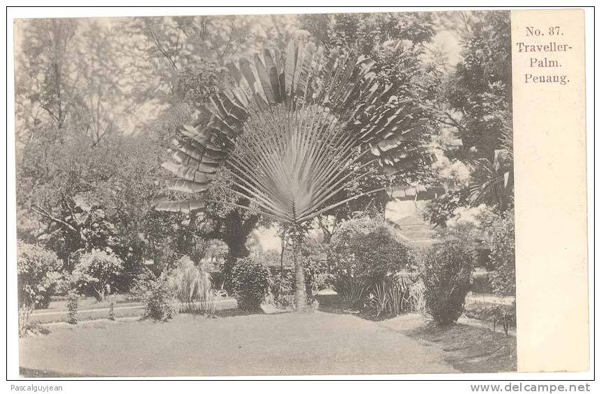 CPA PENANG - TRAVELLER-PALM. ARBRE DU VOYAGEUR - Malesia