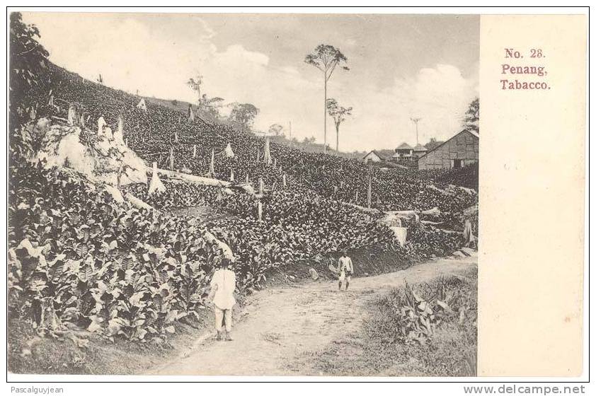 CPA PENANG - PLANTATION DE TABAC - TABACCO - Malaysia