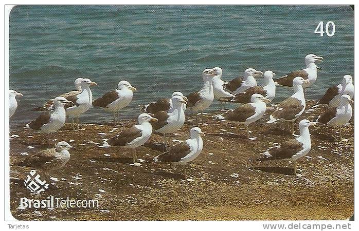 TARJETA DE BRASIL DE UNAS GAVIOTAS (BIRD-PAJARO) - Otros & Sin Clasificación