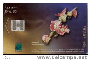 # UAE A46 Hammada Elegans Flower 30 Sc7 -flore,fleurs,flowers-  Tres Bon Etat - Verenigde Arabische Emiraten