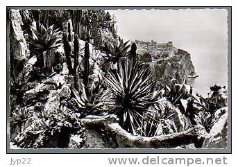 Jolie CP Photo Le Rocher De Monaco Vu Du Jardin Exotique - Ed Rella N° 2875 - écrite 5-04-1953 - Exotische Tuin