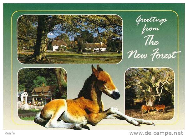 Ponies In The New Forest Horses Cheval - Pferde