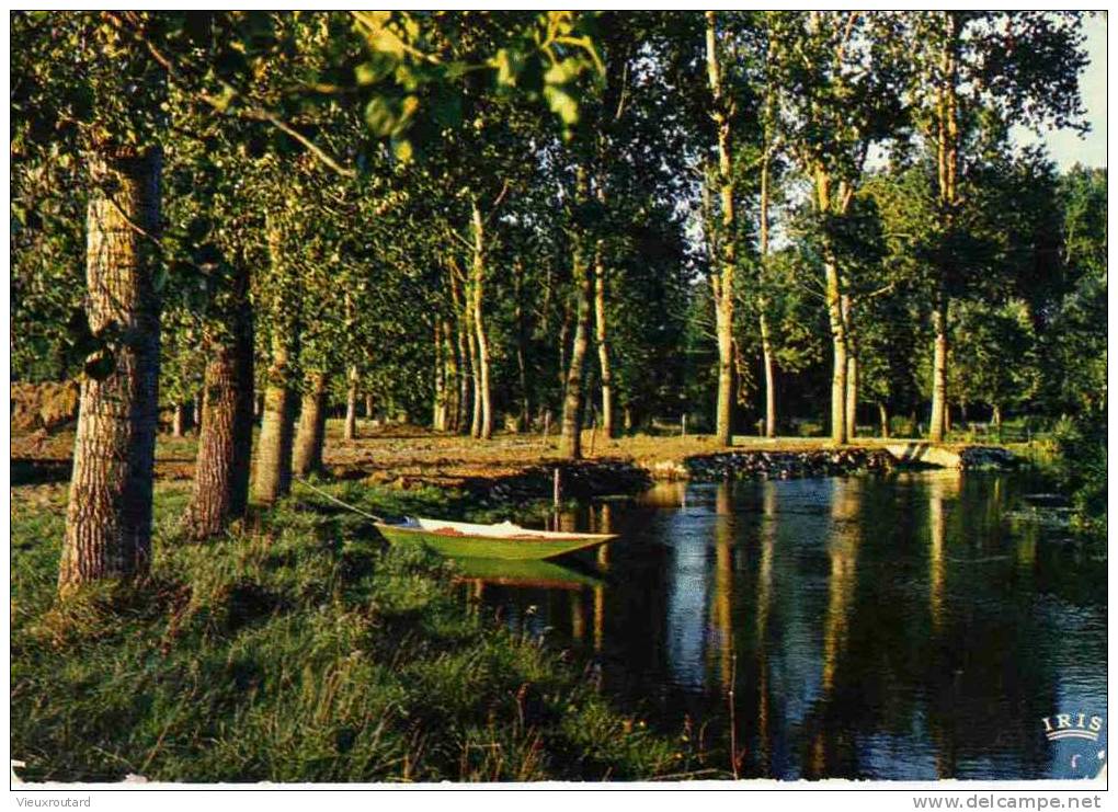 CPSM. SAINT JEAN D'ANGELY. LES BORDS DE LA BOUTONNE. DATEE 1975. - Saint-Jean-d'Angely