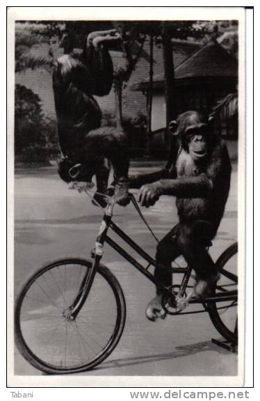 Monkeys With Bicycle. Old Postcard. - Apen