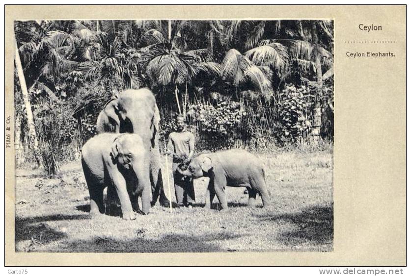 Sri Lanka - Elephants - Cachets Poste Saigon Colombo - Sri Lanka (Ceylon)