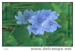 # KOREA MO9510133 Violet Flower 2000 Autelca 10.95 -fleurs,flowers- Tres Bon Etat - Korea, South