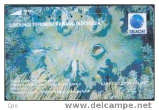 # INDONESIA S224 Giant Clam 100 Tamura 04.93  Tres Bon Etat - Indonesia