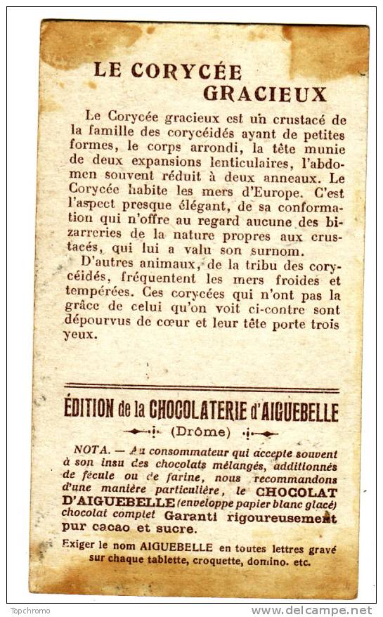 CHROMO Didactique Chocolat D'Aiguebelle Les Crustacés Le Corycée Gracieux Mers De L'europe - Aiguebelle