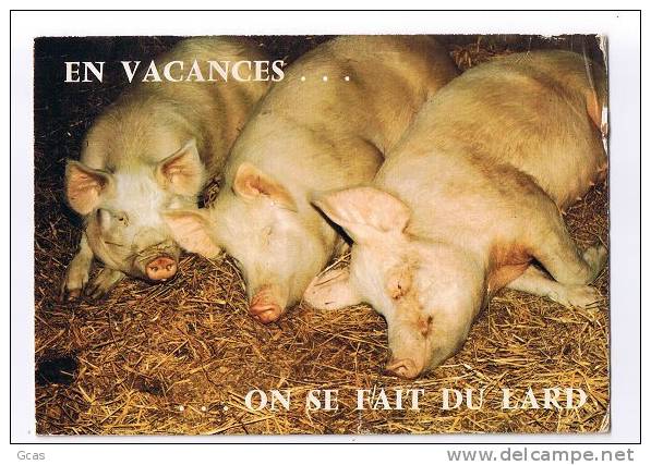 "En Vacances On Se Fait Du Lard" - Cochons