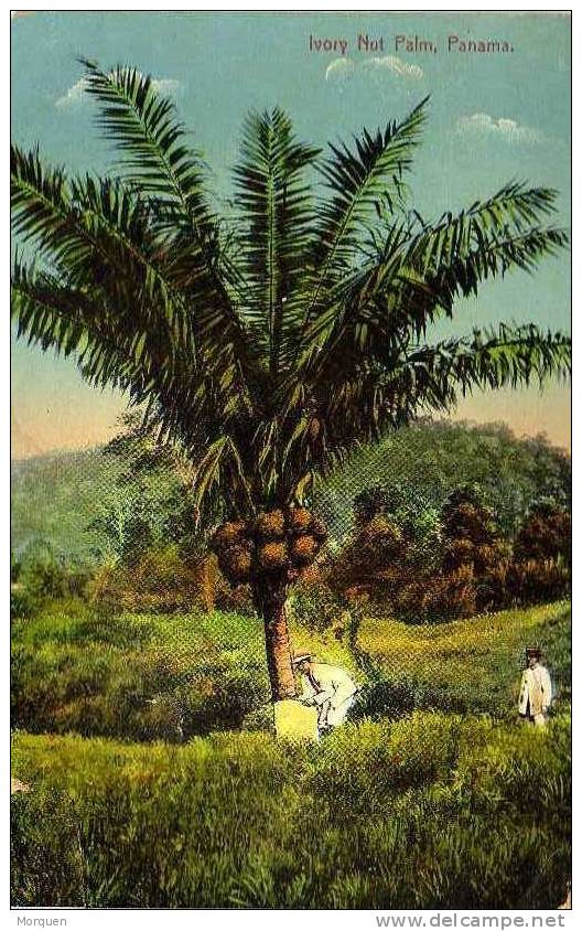 2068. Postal Panama 1914. Ivory Nut Palm. Agencia Postal - Panamá